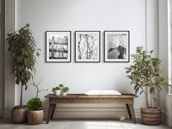 Lisa Russo Fine Art Nature Photography Minimalist Black and White Nature Art Prints - Set of 3